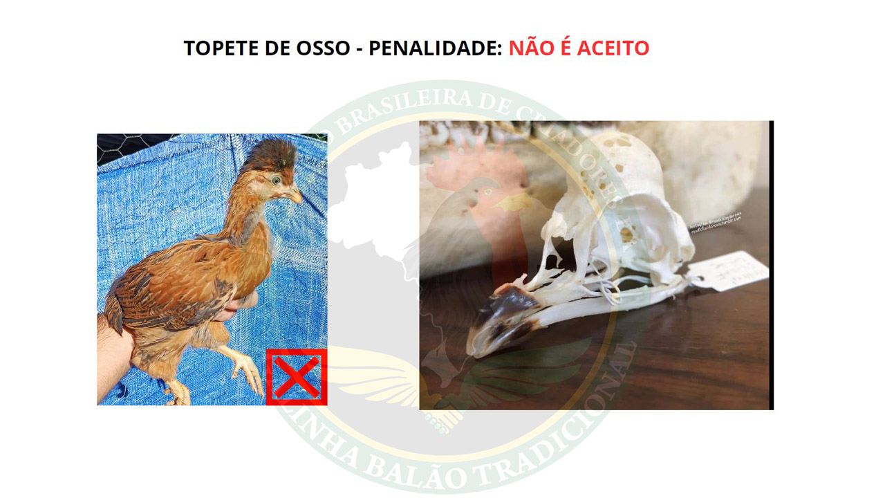 Figura 10