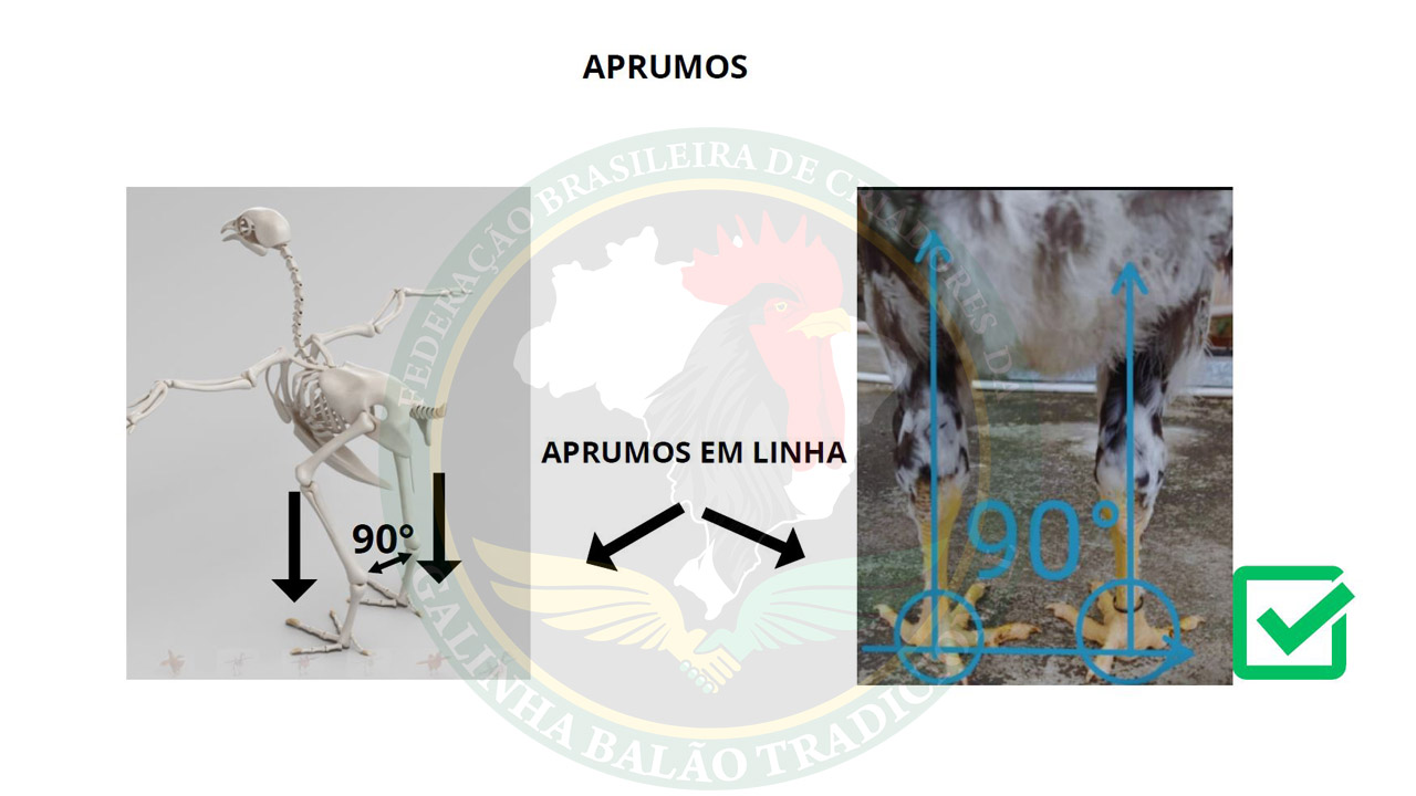 Figura 11