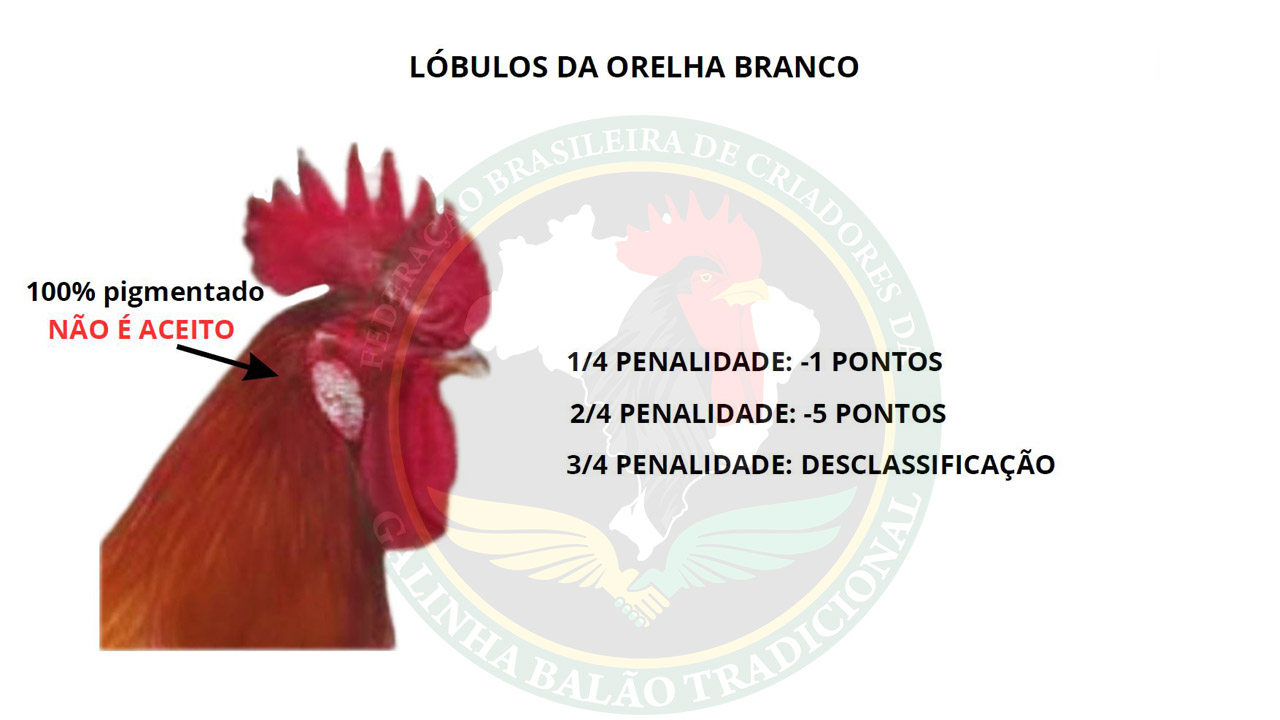 Figura 15